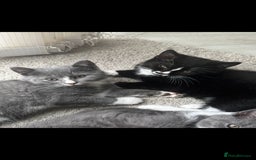 British Shorthair cats for sale: Blue British short-hair kittens - Image 5