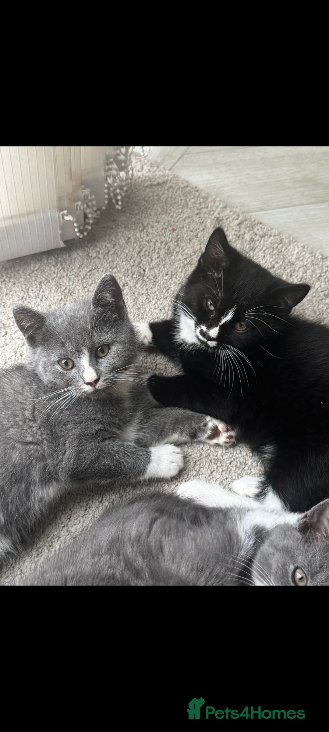 British Shorthair cats for sale: Blue British short-hair kittens - Image 5