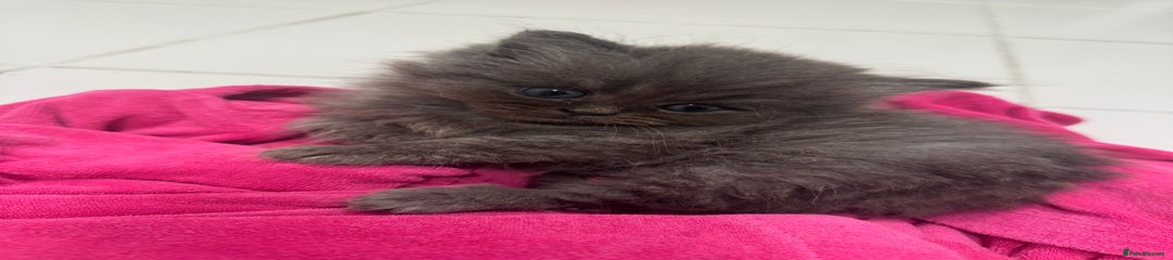 Persian Kitten 1
