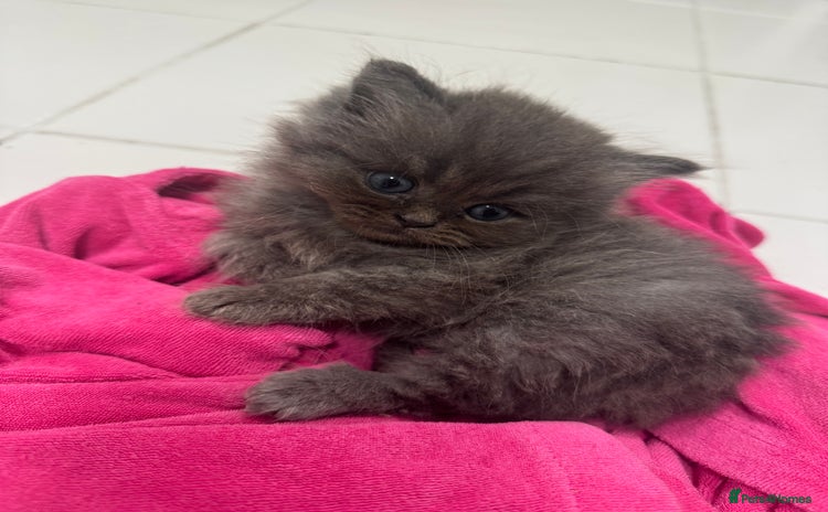 Persian cats - Advert 16