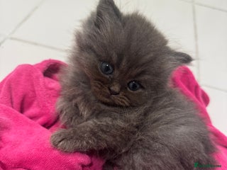 Persian cats - Advert 32
