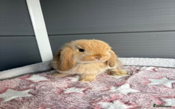 Mini Lop rabbits for sale: Friendly pure bred mini lops  - Image 1