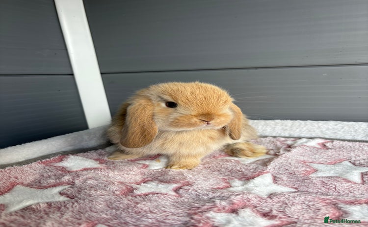 Mini Lop rabbits - Advert 5