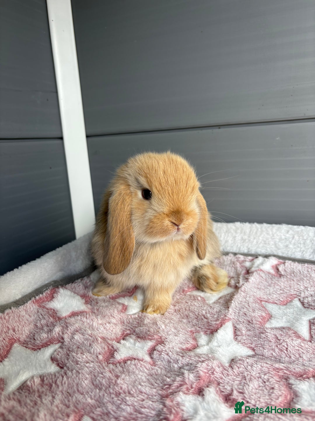 Mini Lop rabbits for sale: Friendly pure bred mini lops  - Image 1