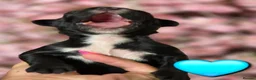 Bernedoodle dogs for sale: Top Quality BERNEDOODLE Puppies  - Advert 27