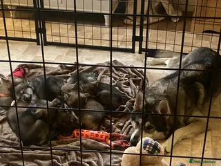 Saarloos Wolfdog dogs Gorgeous Wolfalike Puppies Seeking Forever Homes - Advert 7