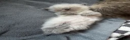 Persian cats for sale: Stunning Colourpoint Persian Kittens 💖 - Advert 11