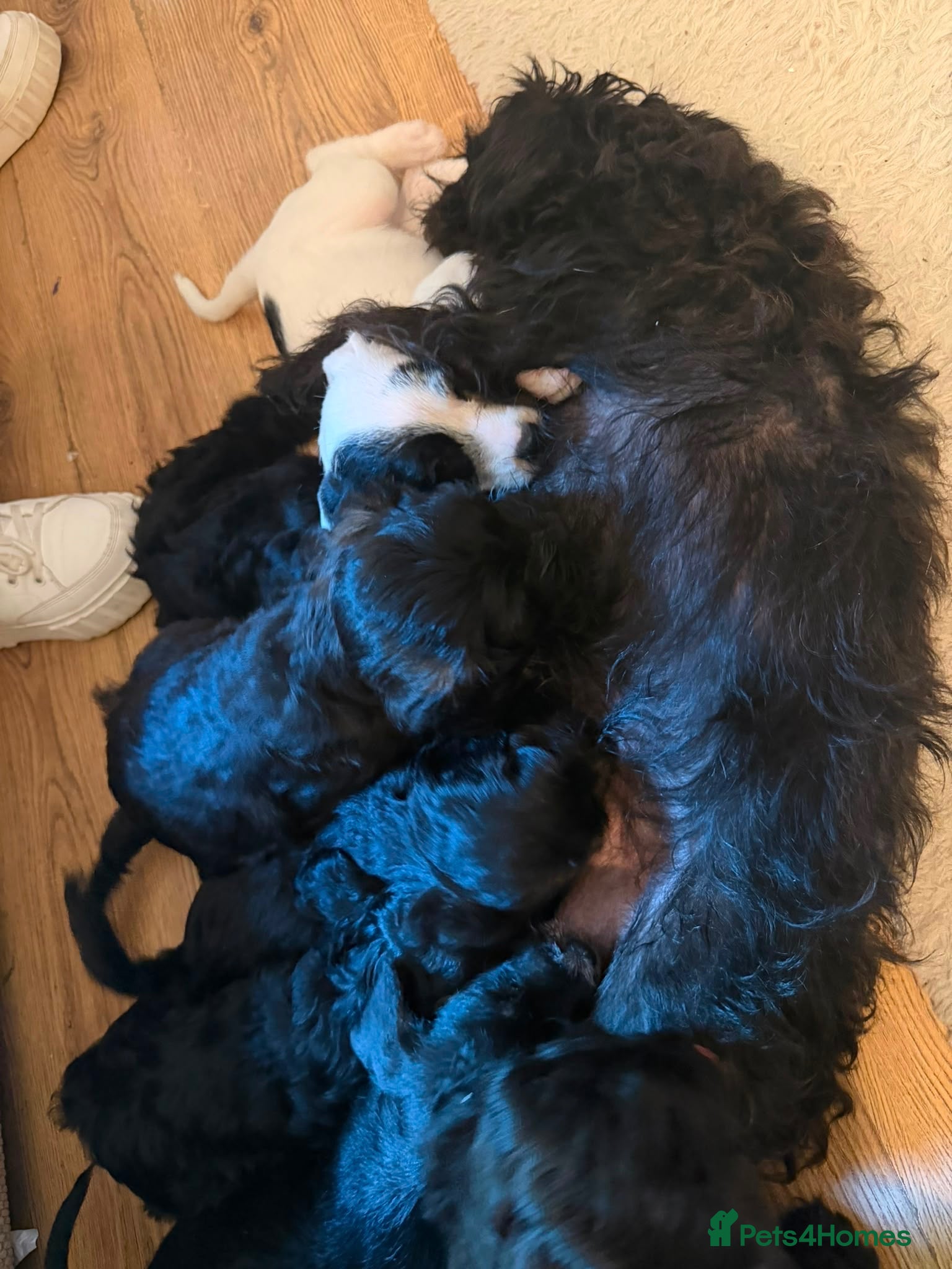 Mixed Breed dogs Miniature Poodle Cross Puppies – 4 Remaining - Advert 2