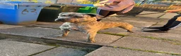 Cane Corso dogs for stud: Reverse Brindle Cane Corso Stud - Advert 13