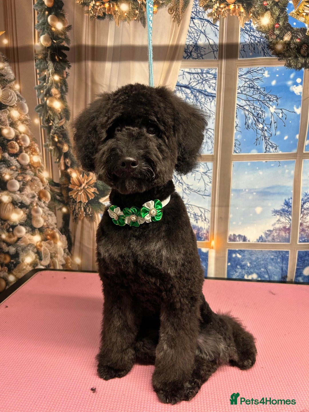 Cockapoo dogs for sale: Bonnie - Advert 3