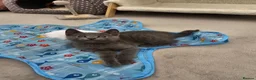 Russian Blue cats for sale: GCCF Registered Russian Blue Kittens in Tredegar - Advert 9