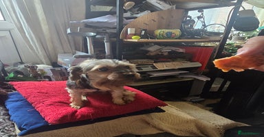 Yorkshire Terrier dogs - Advert 8