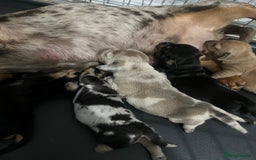 Dachshund dogs for sale: Dachounds - Image 1