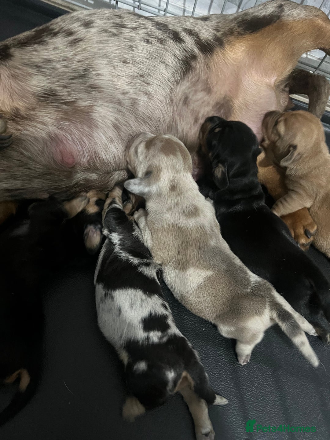 Dachshund dogs for sale: Dachounds - Image 1
