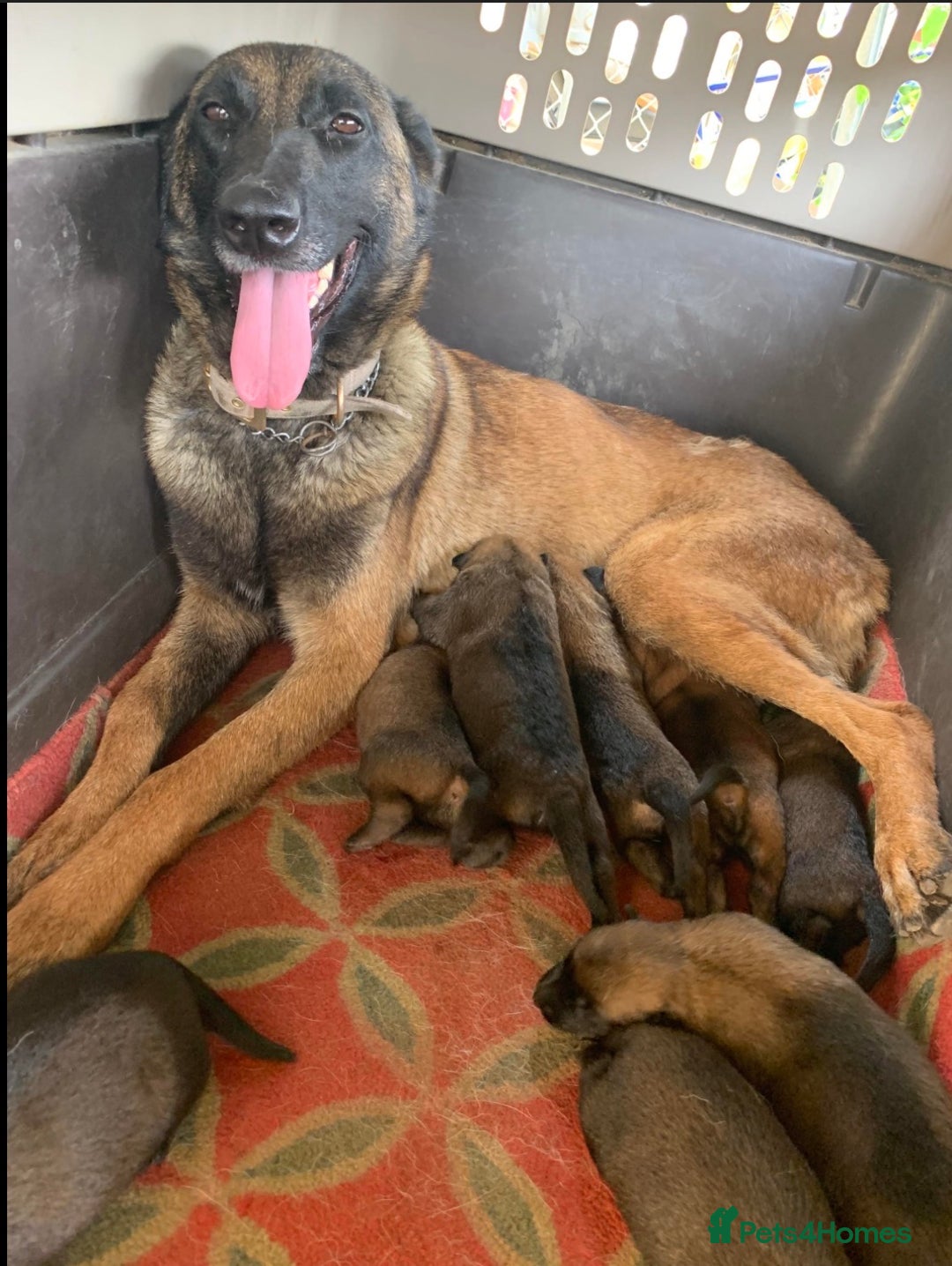 Belgian Shepherd Dog dogs for sale: Shadow the Belgian Malinois - Advert 4