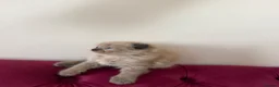 Scottish Fold cats for sale: Beautiful kittens🌹🤭 - Advert 12