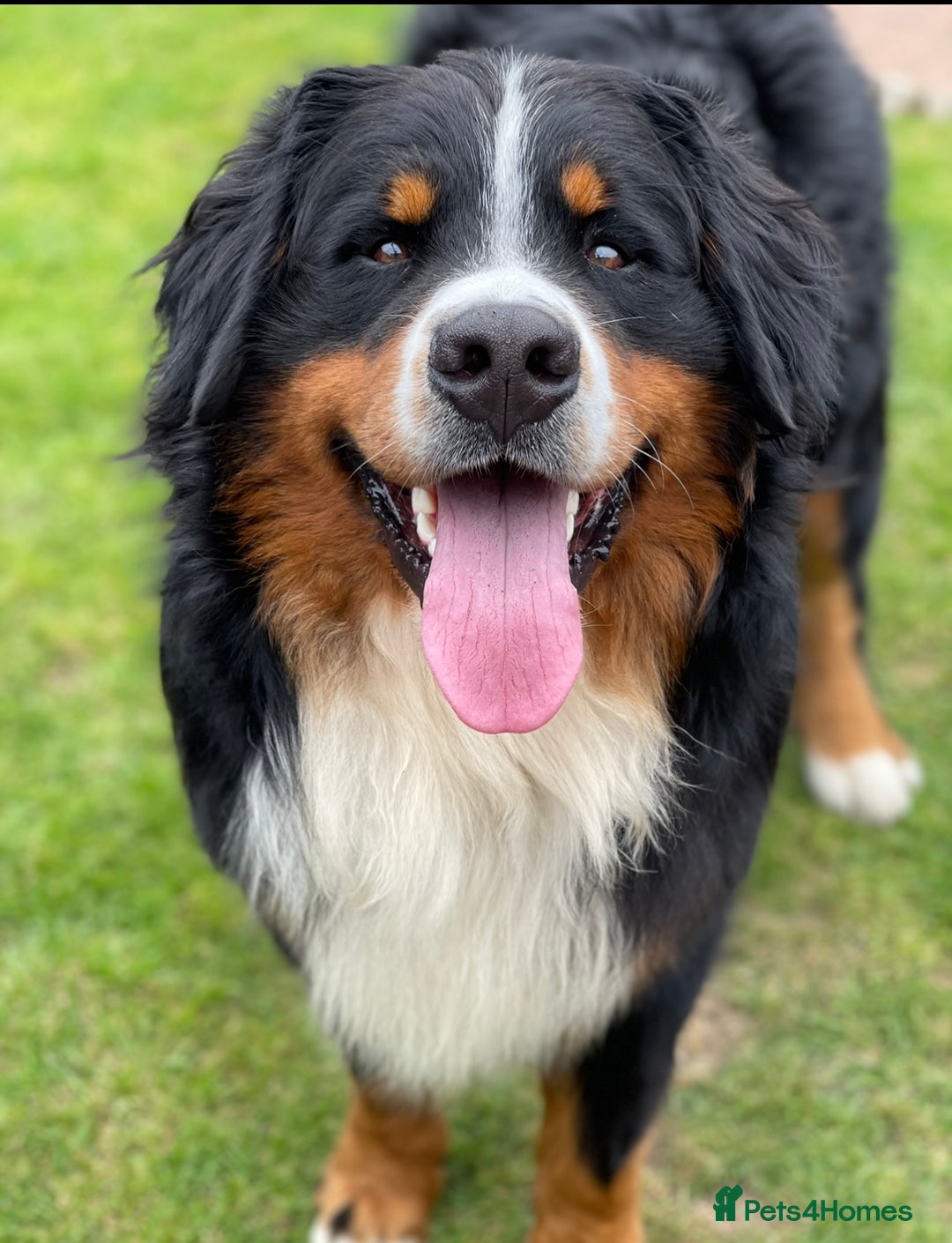 Bernese Mountain Dog dogs for stud: 🔥 CRUZ💥 TOP QUALITY BERNESE MOUNTAIN DOG STUD in Whitehaven - Image 22