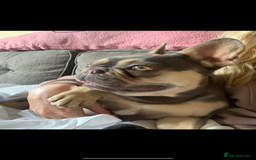 French Bulldog dogs for sale: Mother and daughter to be homed separately  - Image 5