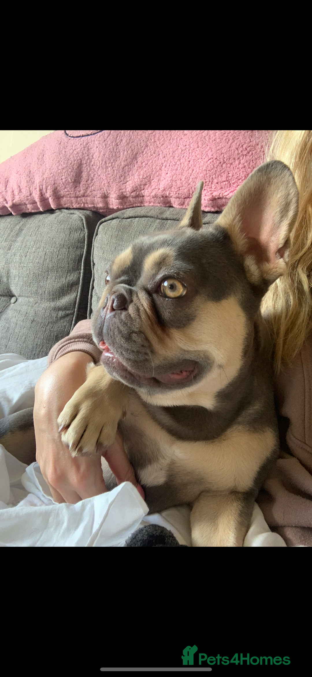 French Bulldog dogs for sale: Mother and daughter to be homed separately  - Image 5