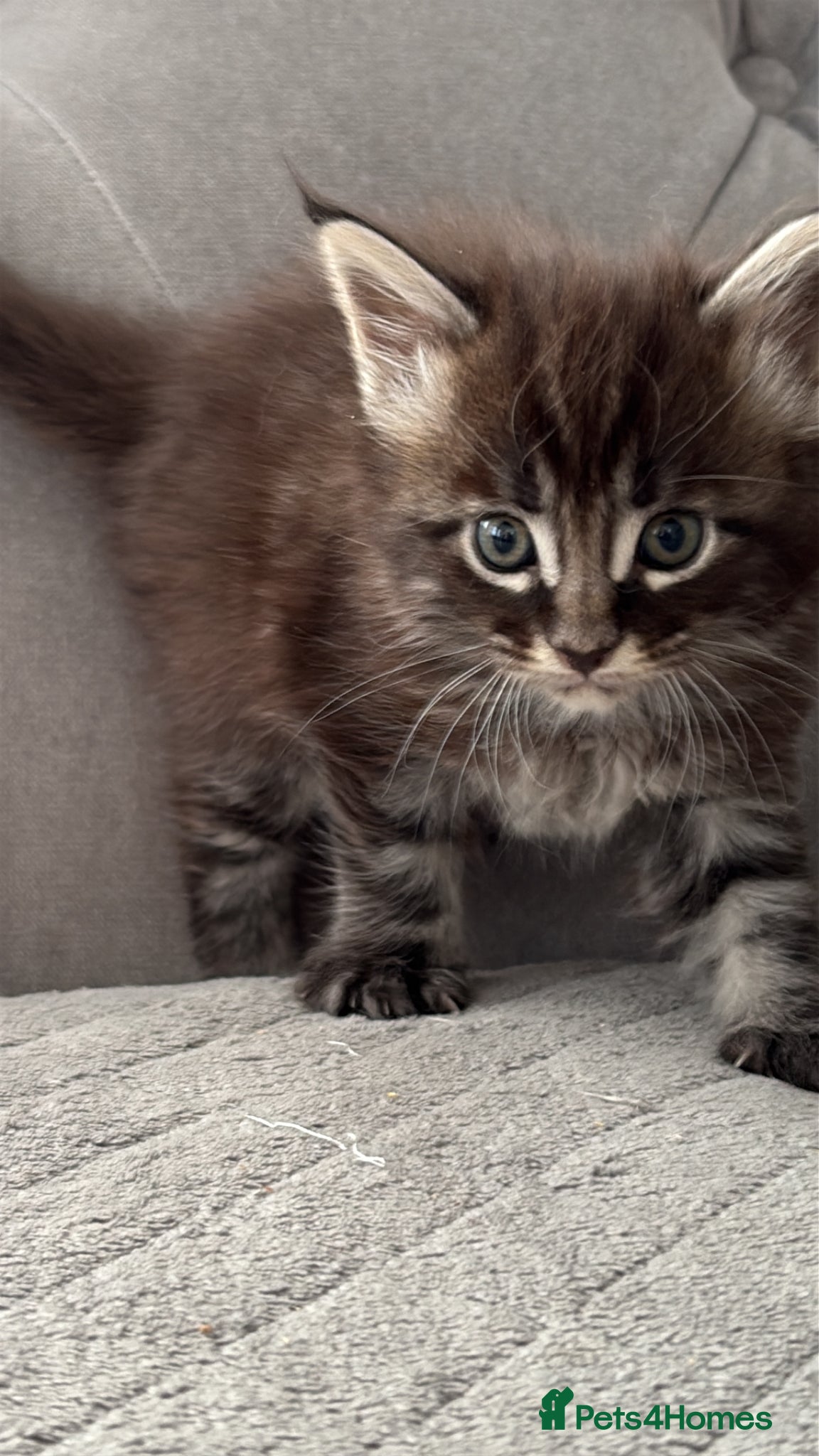Maine Coon cats Gorgeous kittens  - Advert 2