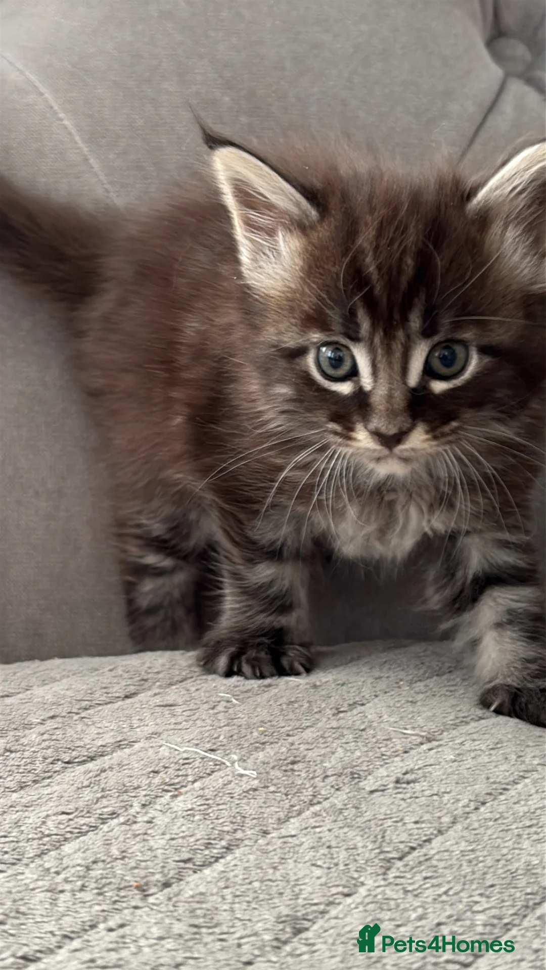 Maine Coon cats for sale: Gorgeous kittens  - Advert 1