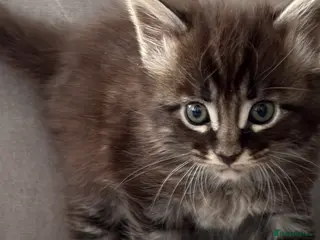 Maine Coon cats Gorgeous kittens - Advert 2