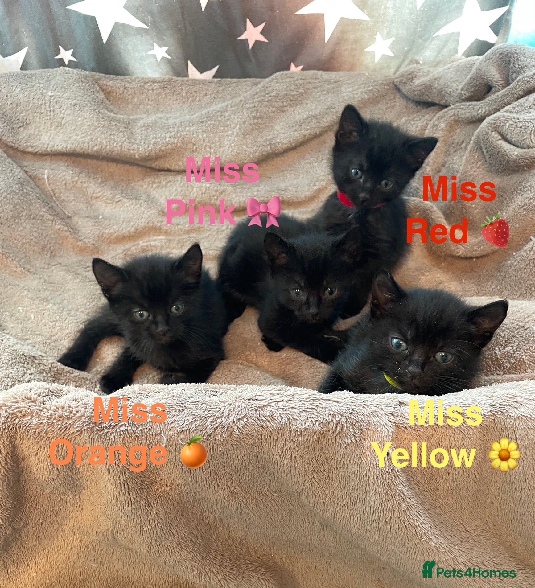 Domestic Shorthair cats ⭐️READY SOON!⭐️Gorgeous Black DSH Kittens🐱  - Advert 18
