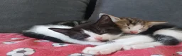 Mixed Breed cats for sale: Mixed bread kittens for sale 3x male 1 female  in Halifax - Advert 10