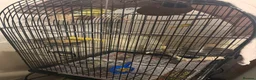 Lovebirds birds for sale: Bonded Male & Female Lovebird Pair – £45 in Barking - Advert 4