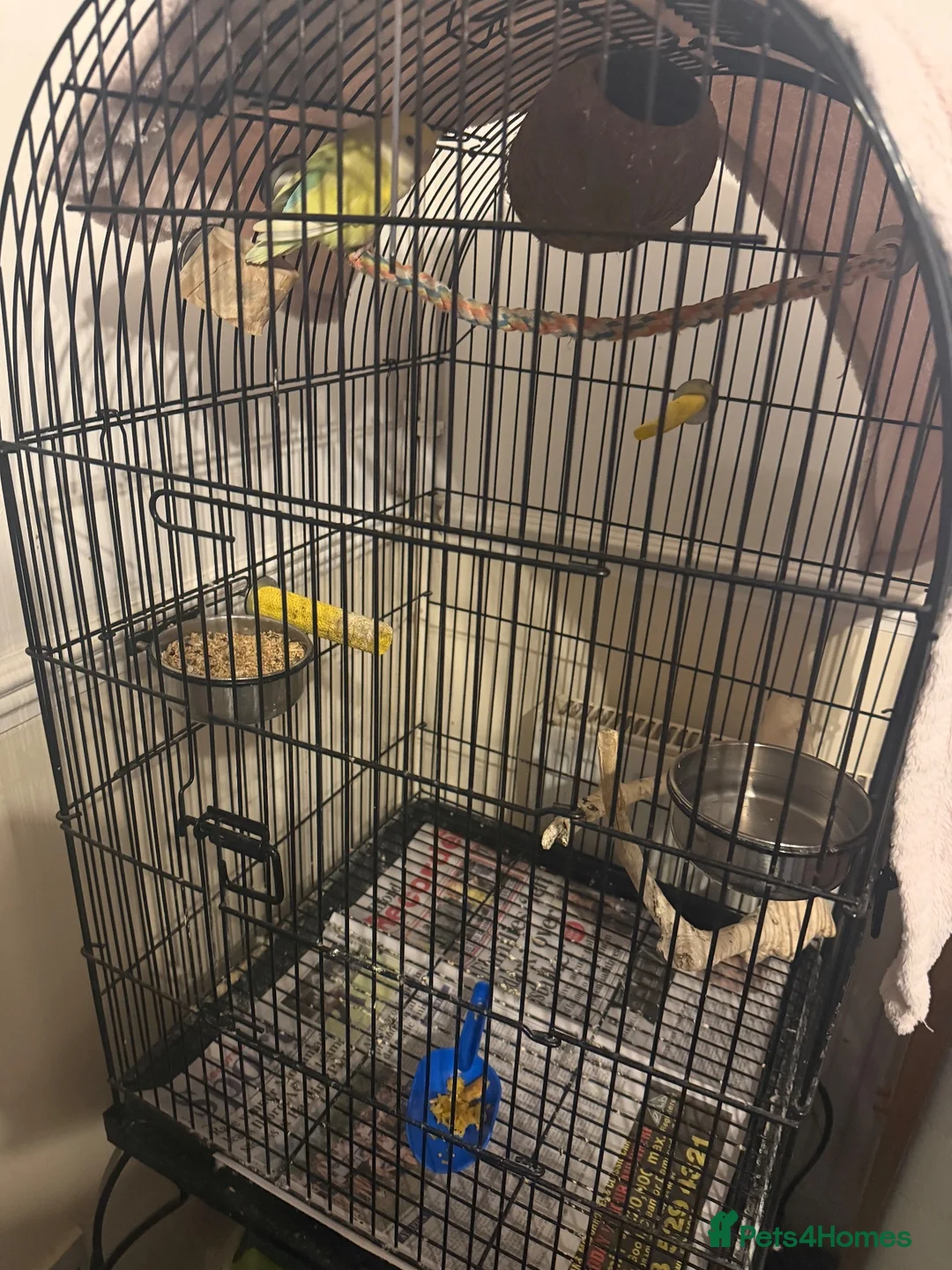 Lovebirds birds for sale: Bonded Male & Female Lovebird Pair – £45 in Barking - Advert 4