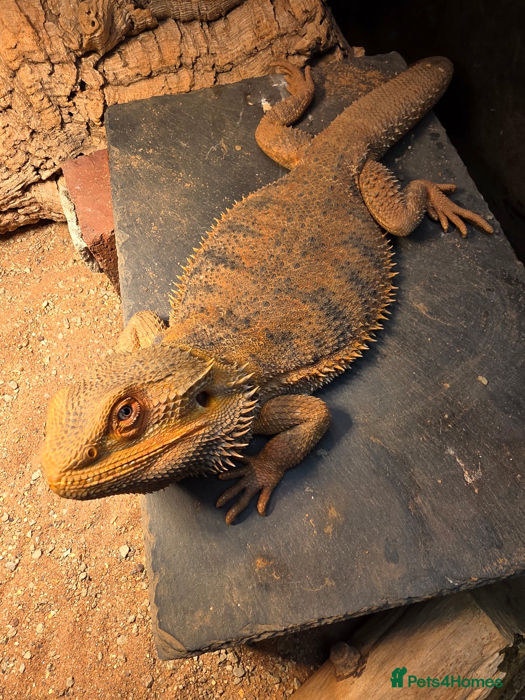 Bearded Dragon reptiles for sale: Bearded Dragon with Viv & Accessories  - Advert 2