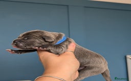 Cane Corso dogs for sale: European cane corsos  - Image 19