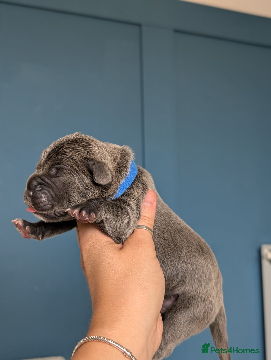 Cane Corso dogs for sale: European cane corsos  - Image 19