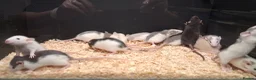 Rat rodents for sale: Baby Dumbo Rats Males and Females available - Advert 6