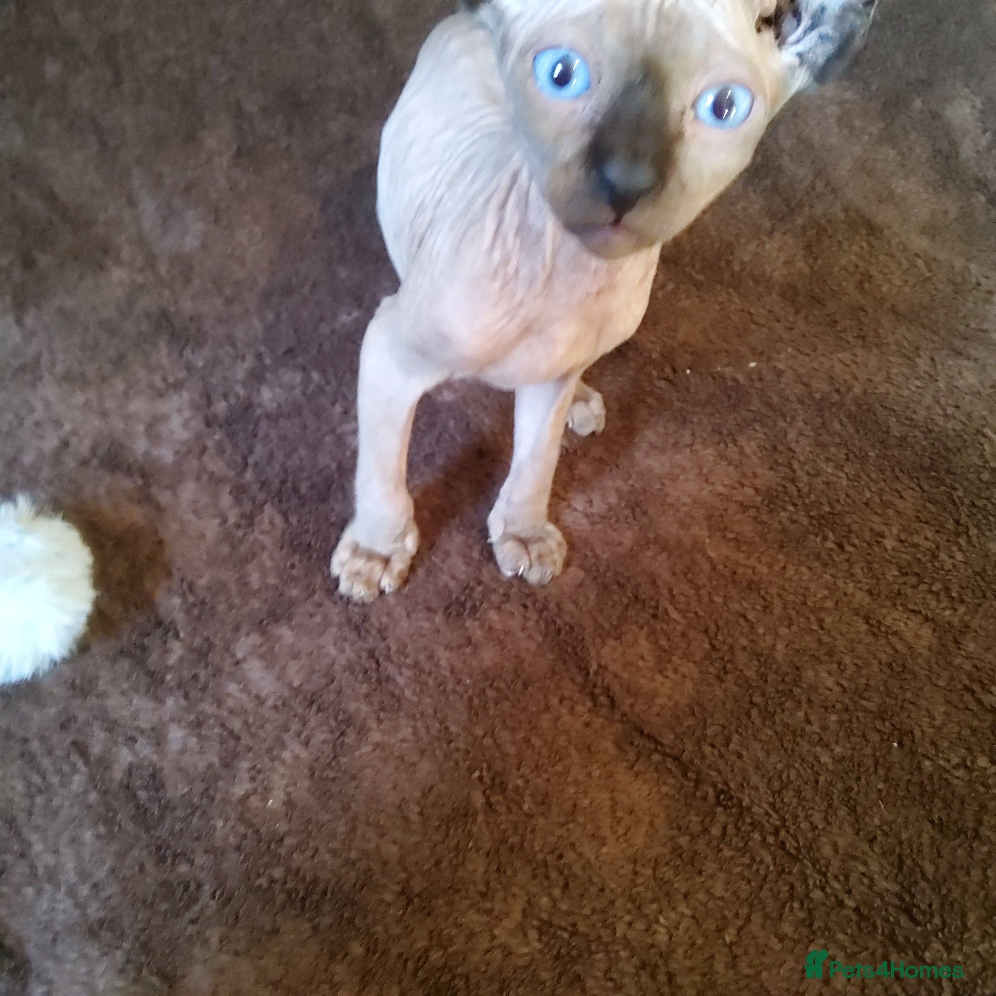 Sphynx cats Two wonderful boys are for sale. - Advert 1