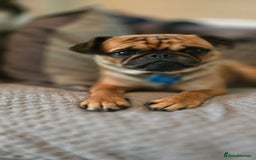 Mixed Breed dogs for sale: Beautiful Walter - Image 3