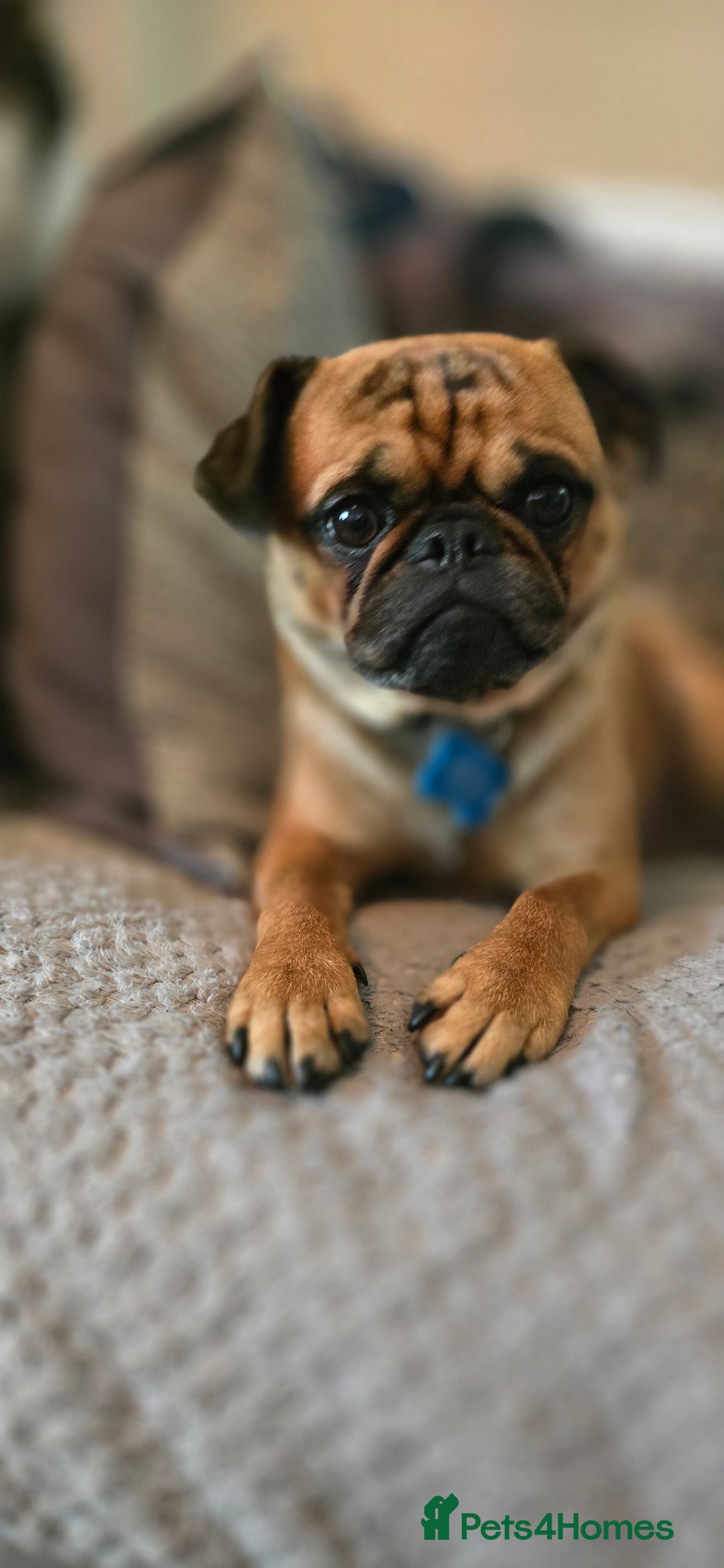 Mixed Breed dogs for sale: Beautiful Walter - Image 3