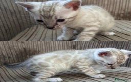 Bengal cats for sale: 3 Pedigree Bengal kittens, Male, for sale - Image 2