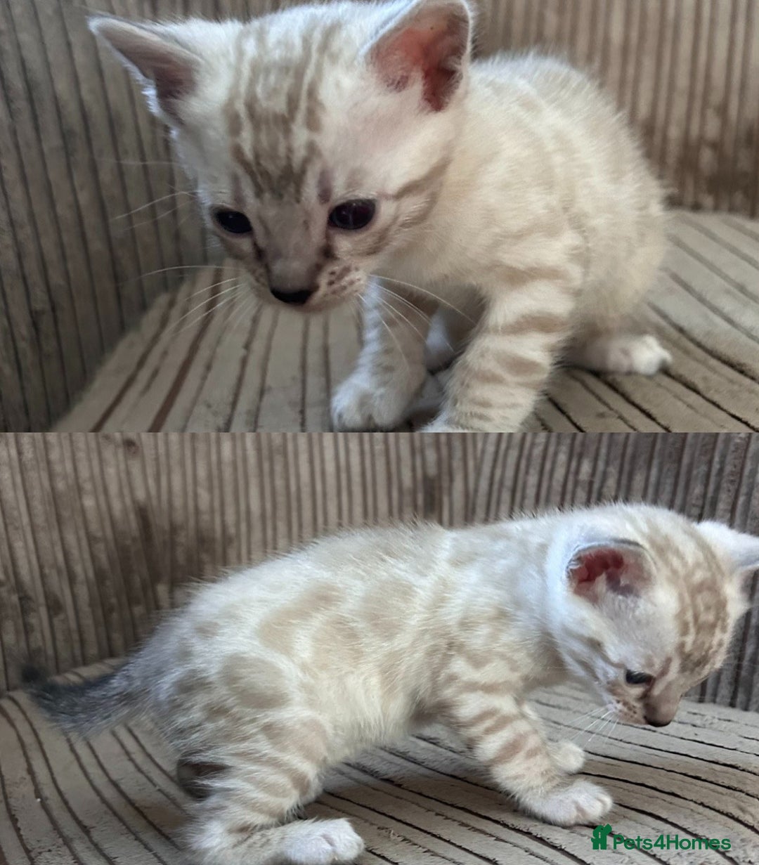 Bengal cats for sale: 3 Pedigree Bengal kittens, Male, for sale - Image 2