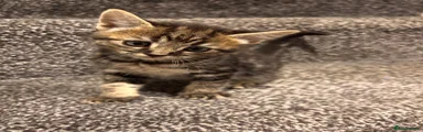 American Shorthair 1