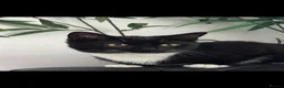 Mixed Breed cats for sale: 4 beautiful kittens  - Advert 1
