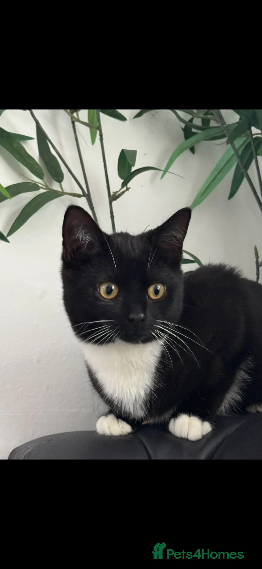 Mixed Breed cats for sale: 4 beautiful kittens  - Advert 1