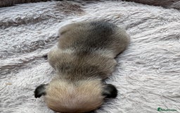 French Bulldog dogs for sale: Litter of mixed colour French bulldog puppies  - Advert 26