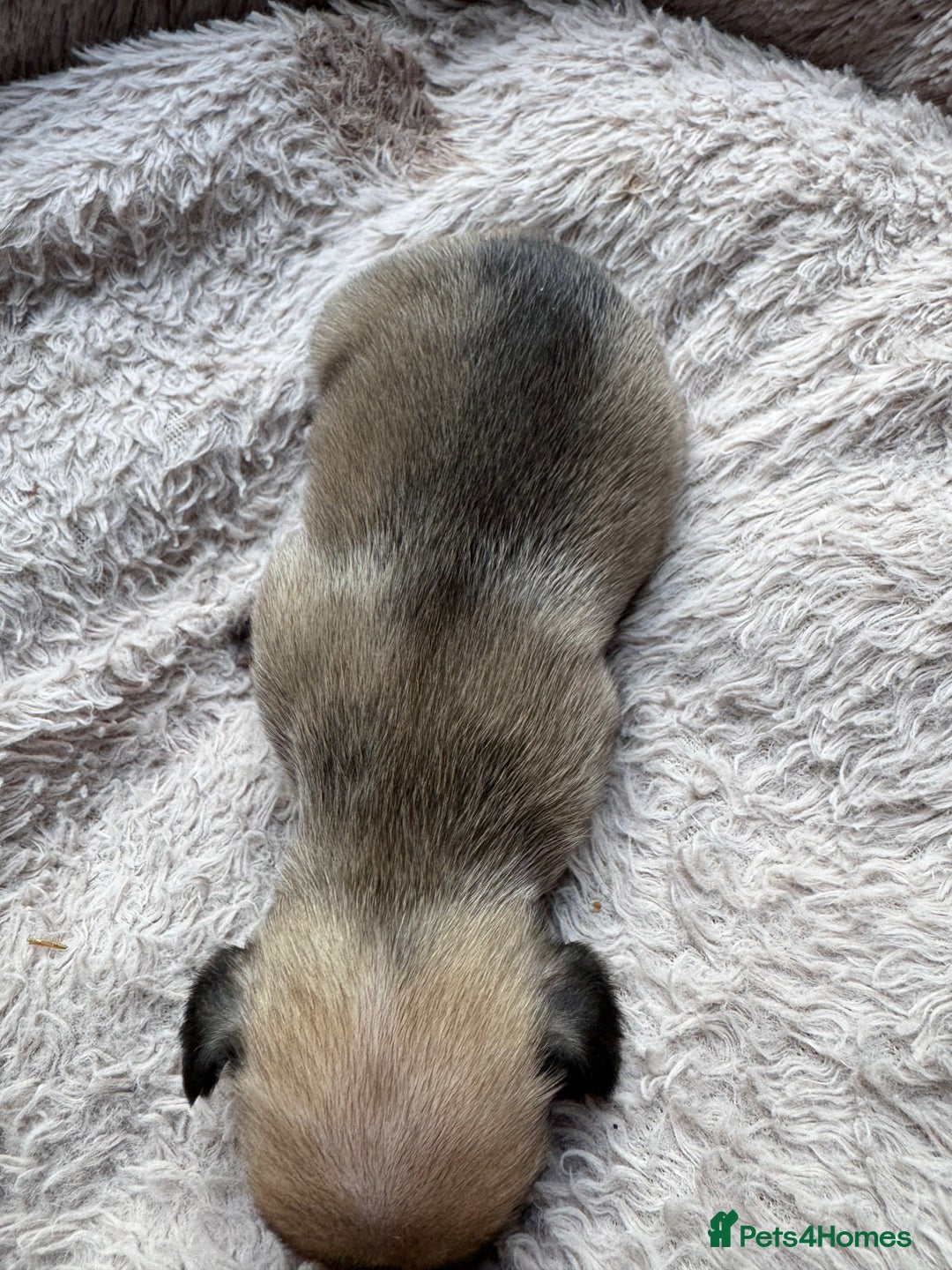 French Bulldog dogs for sale: Litter of mixed colour French bulldog puppies  - Advert 26