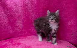 Maine Coon cats for sale: Ready December TICA beautiful Maine Coon Kittens  - Image 15