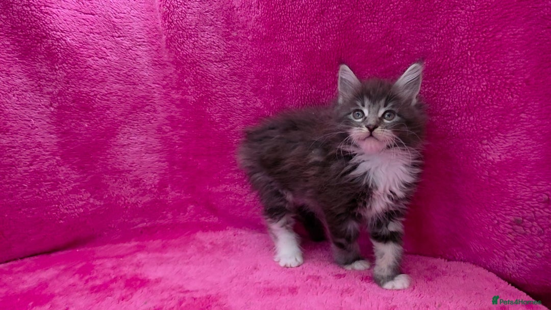 Maine Coon cats for sale: Ready December TICA beautiful Maine Coon Kittens  - Image 15