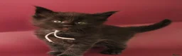 Maine Coon cats for sale: 🔥Gorgeous Maine Coons Available🔥 - Advert 7