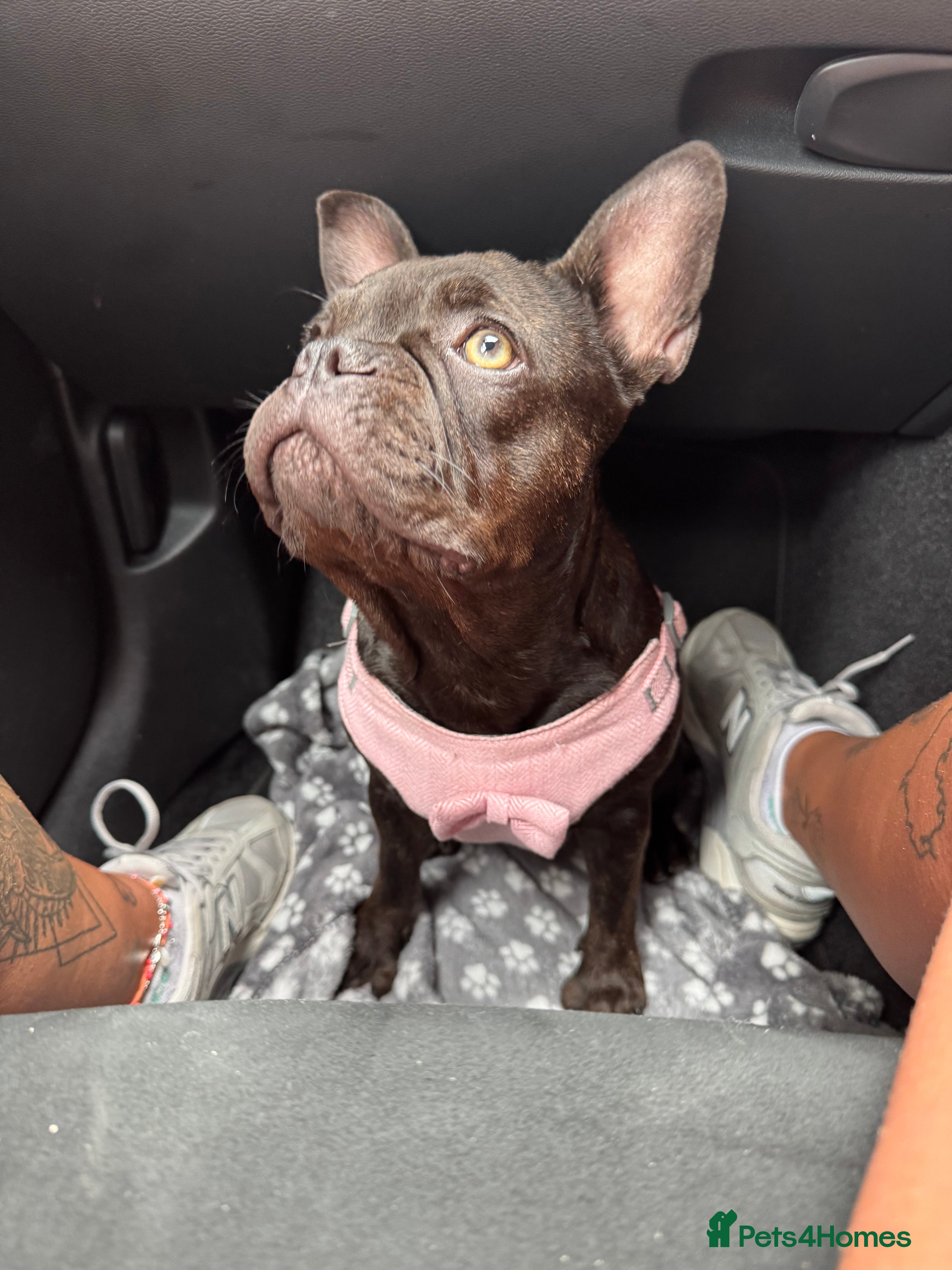 French Bulldog dogs Storm the French bulldog  - Advert 13