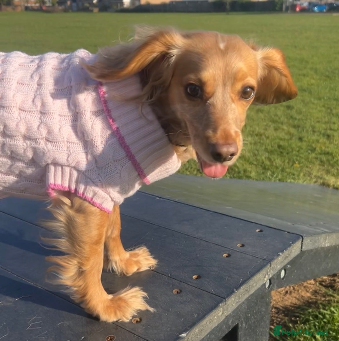 Cockapoo dogs for sale: Cocker spaniel X Cockapoo Puppies pending. 🐶 in Staines - Advert 3