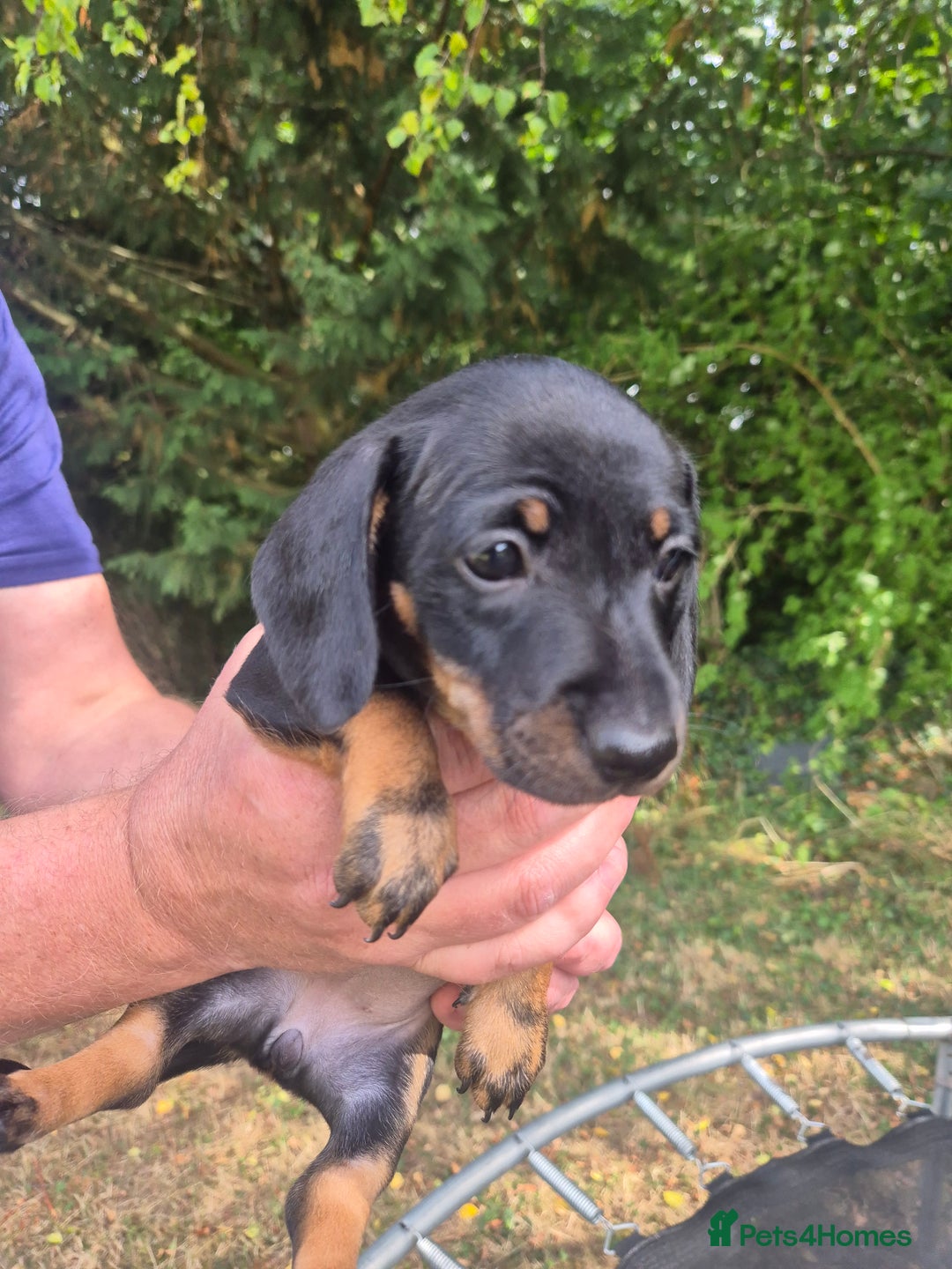 Miniature Dachshund dogs for sale: Adorable Minature Daschunds  - Image 7